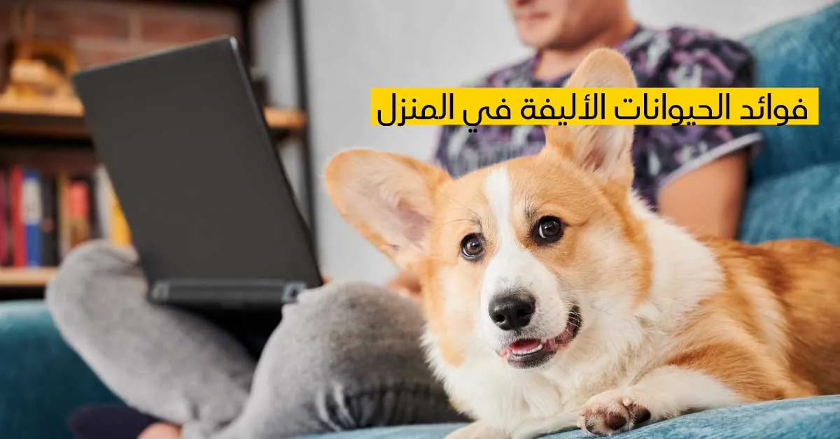 فوائد الحيوانات الأليفة في المنزل